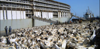 Saudi Arabia lifts ban on Somalia’s livestock imports