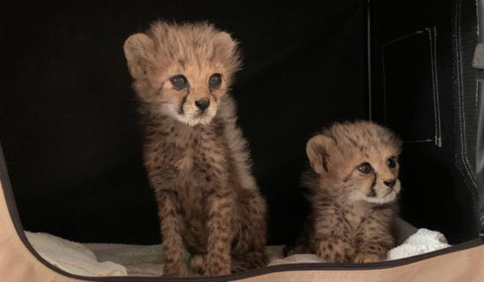 Two cheetah cubs rescued in Borama, Somaliland – 24 July 2020