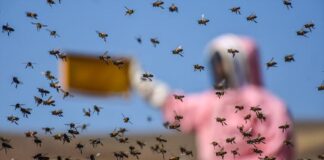 Turkish relief agency supports Somaliland livelihoods with beehives