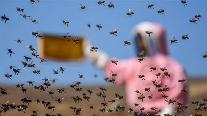 Turkish relief agency supports Somaliland livelihoods with beehives