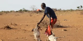 A Somali man disposes of his dead livestock in a country that has seen its worst drought in 40 years. Photograph: Feisal Omar/Reuters