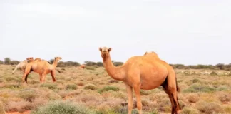 Ban-awl pasturelands is now open to pastoralists